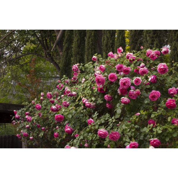 Pink EDEN ROSE® Margaret Mae Pink EDEN ROSE® Margaret Mae